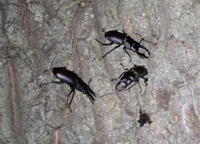 ノコギリクワガタ1♂,コクワガタ2♂_中学校裏の林_2022年9月5日19時45分気温28度 